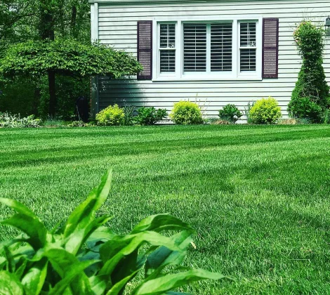 Home Lawn Maintenance & Landscaping